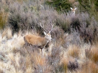 red-stag-with-a-hind-large
