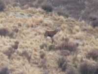 roaring-stag