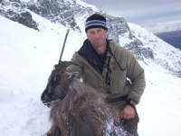 tahr