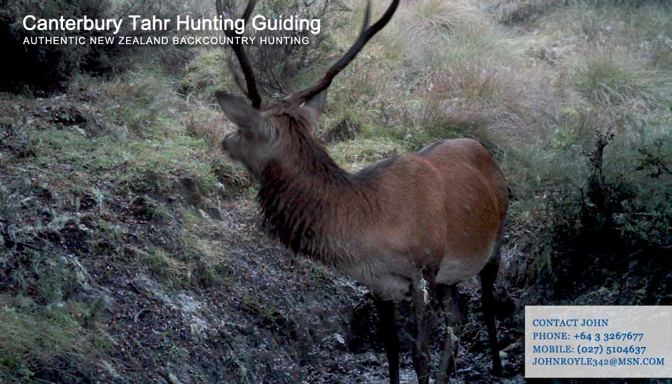 New Zealand Hunting Guide