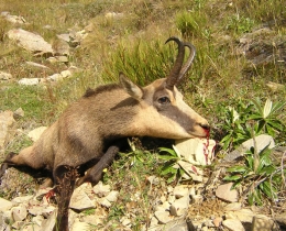 chamois4