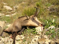 chamois4