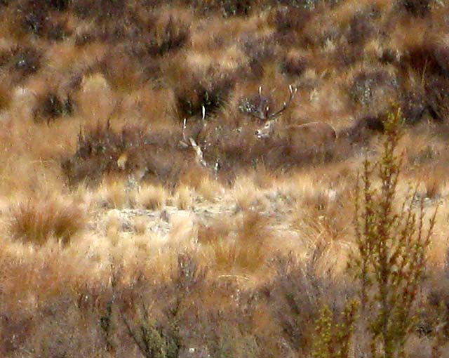 Guided New Zealand Deer Hunting Canterbury Tahr Hunting Guide NZ