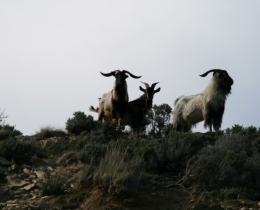 sounds-goats-shands-rd-johnny-r015