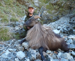 tahr6