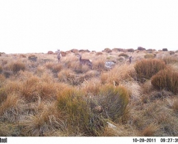 M2E57L200-199R366B332