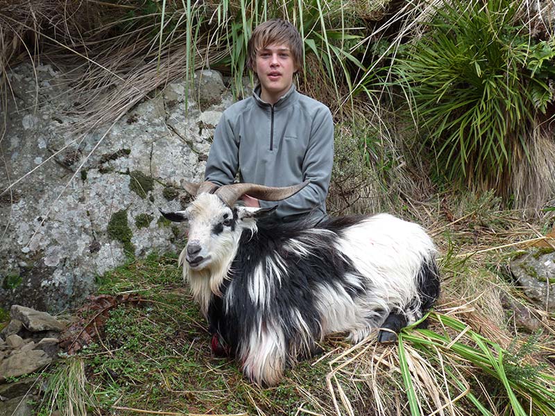 New Zealand Wild Game Hunting, Pigs, Wallabies, Wild Goats Canterbury