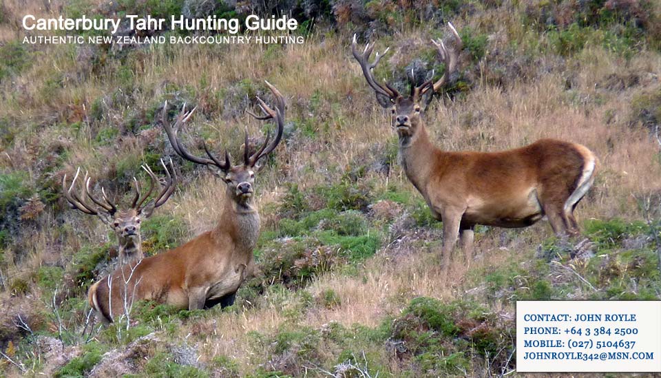 Deer Hunting Nz South Island Deer Hunting Nz South Island