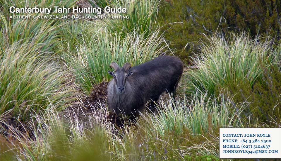 hunting-gallery-nz