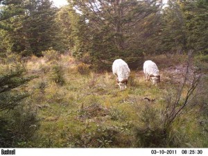 M2E40L139-139R399B310