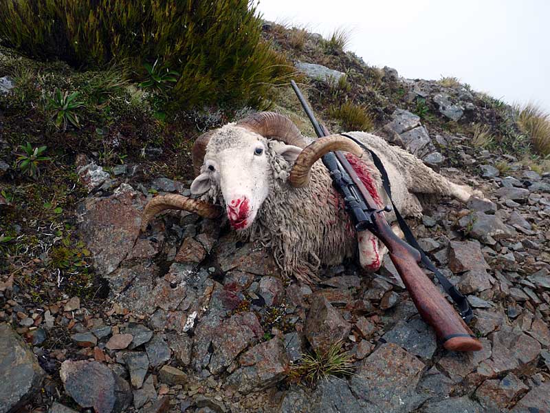Hunting Trips New Zealand North Island Hunting Trips New Zealand North Island