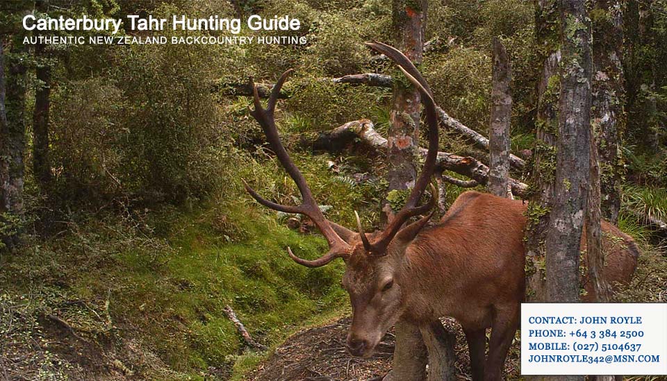 hunting-trail-camera