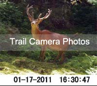 Click to view photos from our trail camera