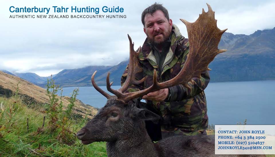 fallow-deer-hunting-nz-guide